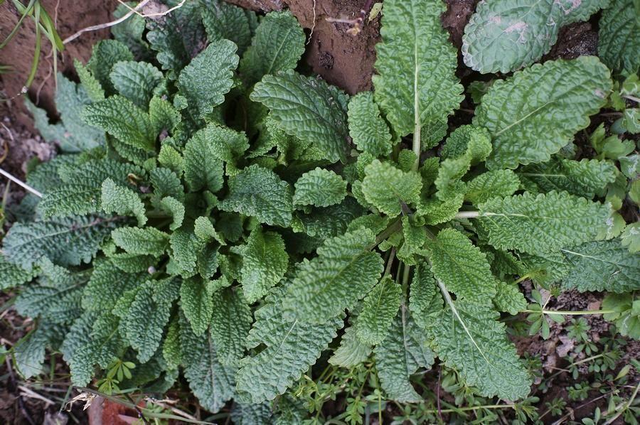 这种黄金草其貌不扬,却是治病良药,田间随处可见,你知道吗?