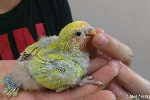 漂亮的桃面牡丹鹦鹉「蓝腰黄桃」