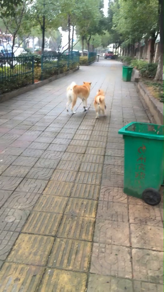 这只柴犬看见新搬来的猫咪朋友后 竟做出让主人超级匪夷所思的举动 太无言了 主人 搞笑 柴犬 猫咪 猫狗宠物 神奇 视频 宠物 猫叫模拟器 便宜玩 Pianyiwan Com 这只柴犬看见新搬来的猫咪朋友后 竟做出让主人超级匪夷所思的举动 太无言了 主人 搞笑 柴犬 猫咪 猫狗宠物 神奇 视频 宠物 猫叫模拟器 便宜玩 Pianyiwan Com