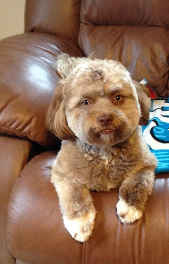 狗狗长了一张酷似人类的脸,被网友喷太吓人,主人的反应让人称赞