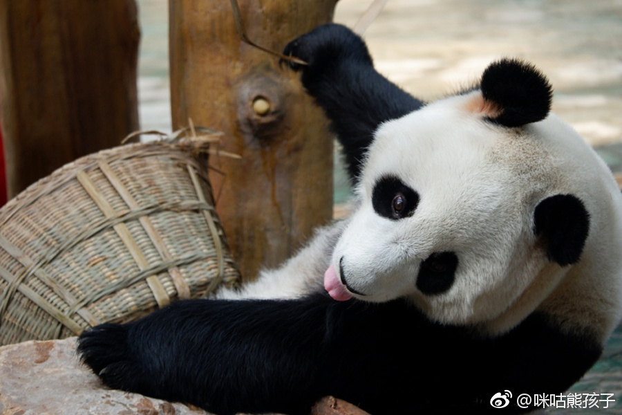 熊猫浦浦,发发,2014年8月10日出生于四川卧龙核桃坪基地,是一对活泼
