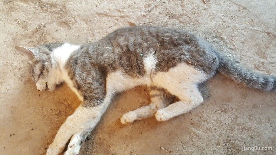 捐赠的猫粮竟含毒韩国爱猫人士饲养的多只流浪猫死亡