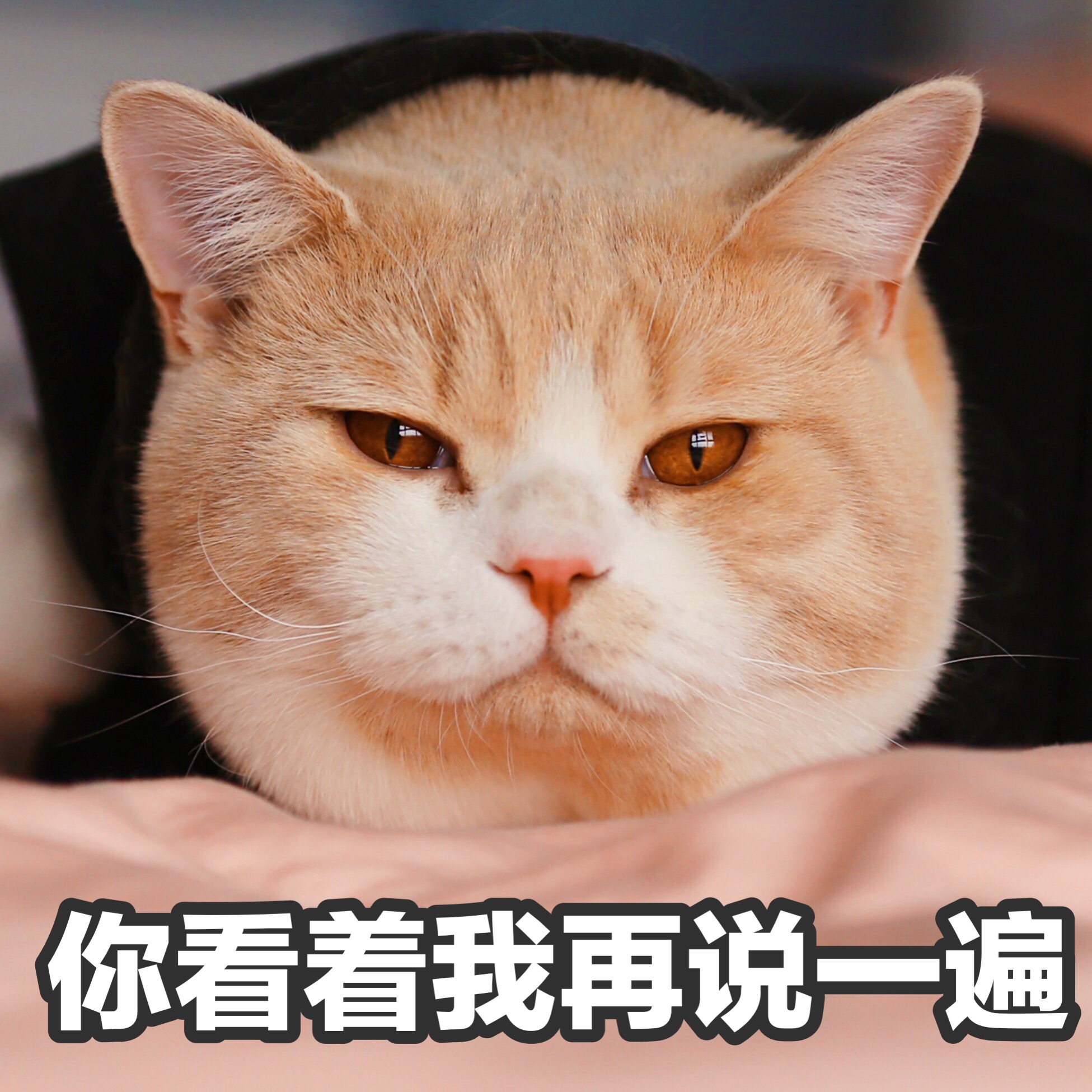 喵星人 291:妙啊!为什么?疑问号?凝重!吃惊!在干嘛