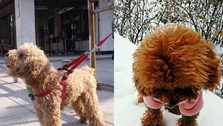 训练贵宾犬大小便的三个方法