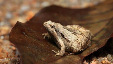 姬蛙: 能止痛强身补血, 无蝌蚪期直接孵化出幼蛙, 全球随处可见