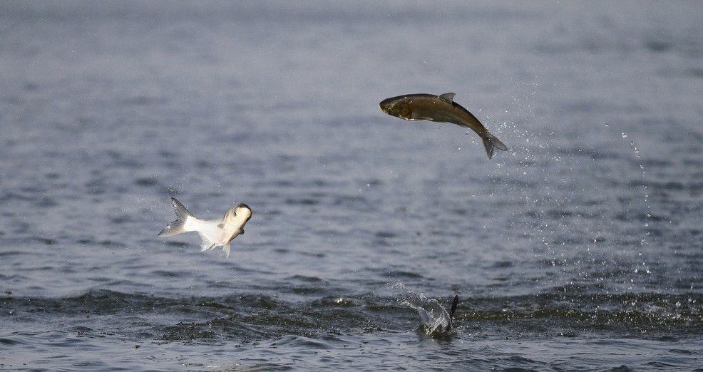 为什么有些鱼类明知很危险也要跳出水面?科学家说出其中两大原因|水面