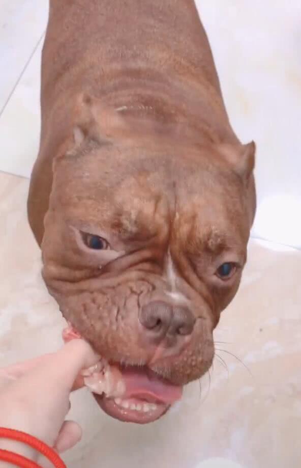 比特犬咬肉吃,害怕伤主人手,咬得小心翼翼像暖男!