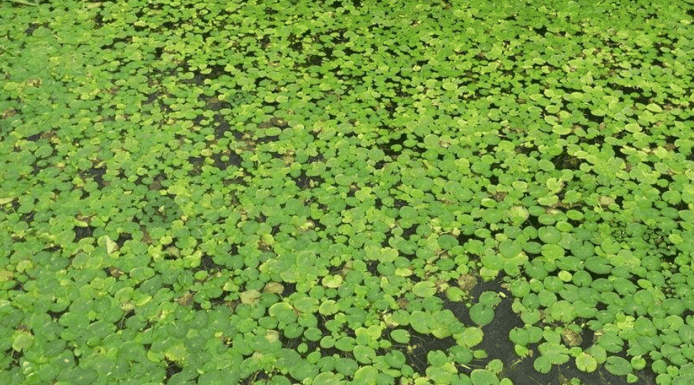 国内一令人"误会"的市,gdp高达上千亿,却有人把它当成乡镇!|萍乡|乡镇