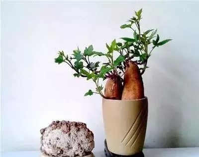 我们平常用胡萝卜做菜时,都会把胡萝卜头切下来,这时候只要把头朝下