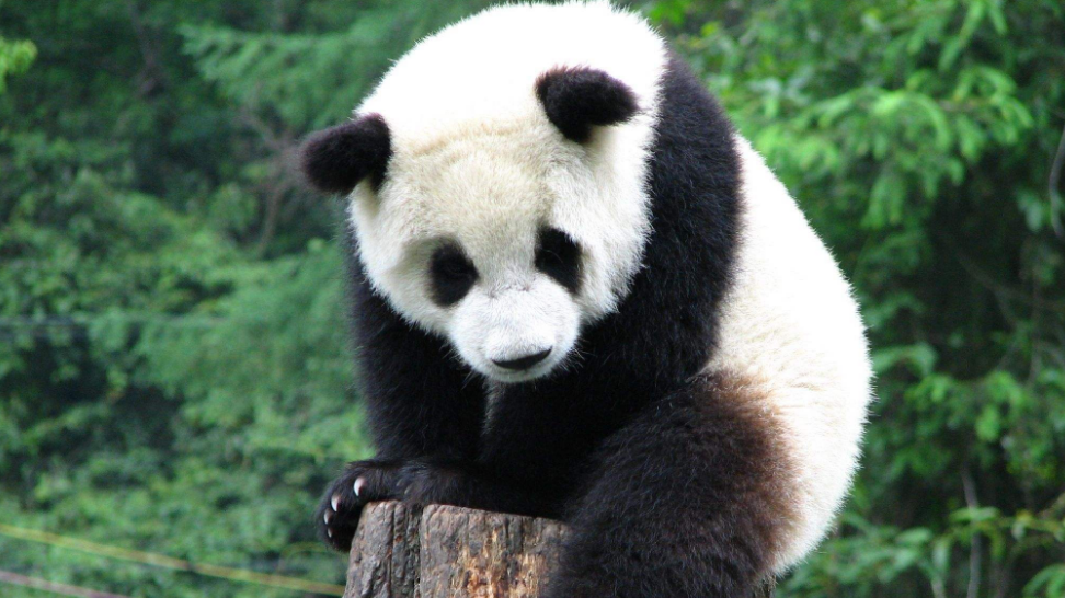 人们称为食铁兽的大熊猫,战斗力到底有多强?