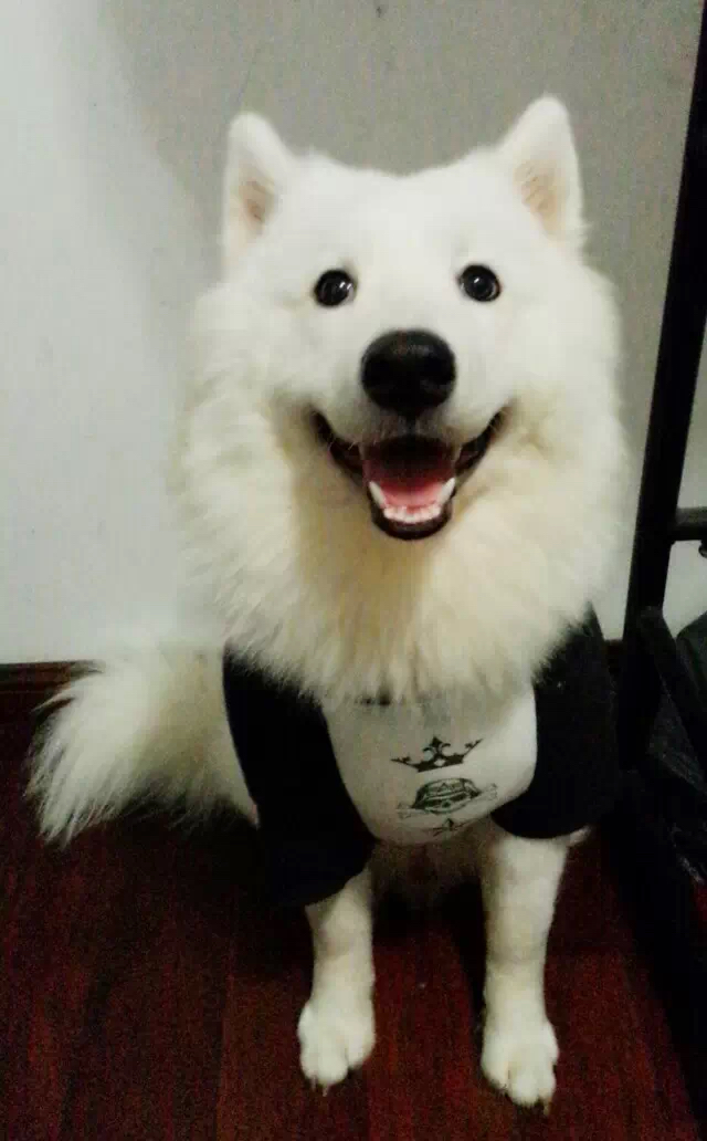 一个人,一只狗,一个相机,一个亿;就欠最后一个了!