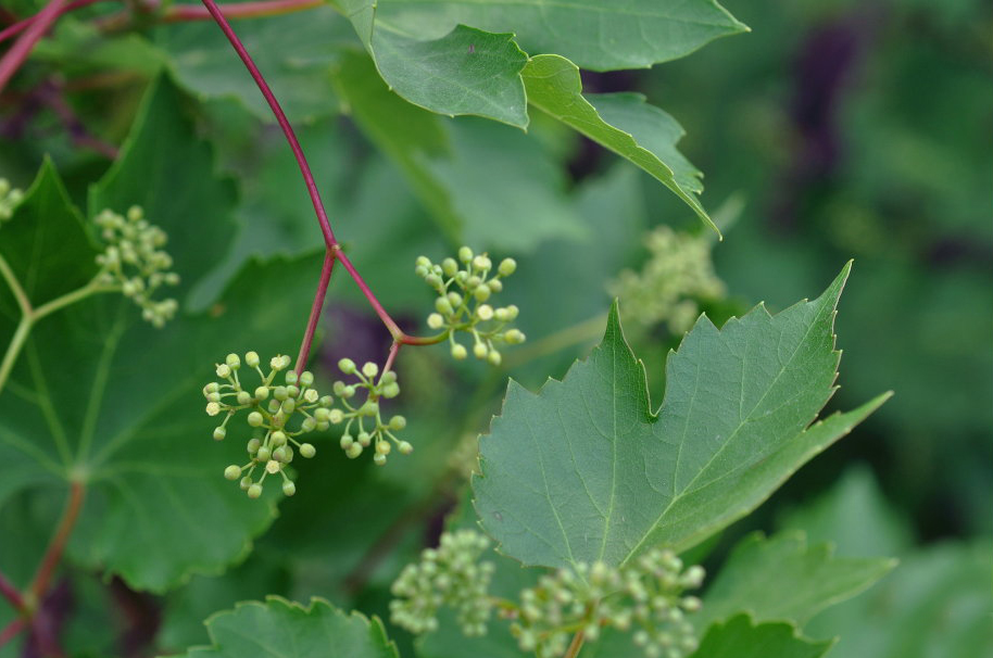 葎叶蛇葡萄在我国分布并不是太广,主要分布于内蒙古,辽宁,青海,河北