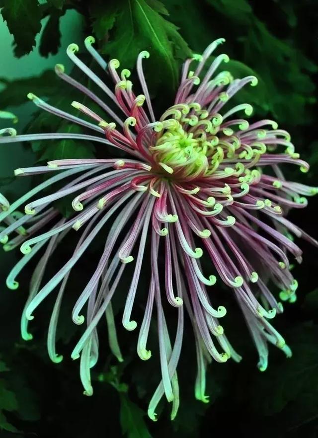 中国的四大名花都有哪些快看看吧