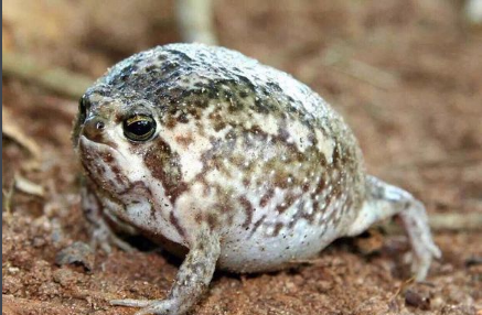 青蛙是一种两栖动物,体型较苗条,善于游泳,卵产于水中,孵化成蝌蚪