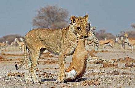 狮子死死追赶羚羊,快要追上时被羚羊屁股顶了下巴,最终恼羞成怒