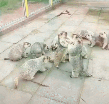 两只土拨鼠打架,还得有个拉架的,土拨鼠:你俩干啥呢,都冷静点