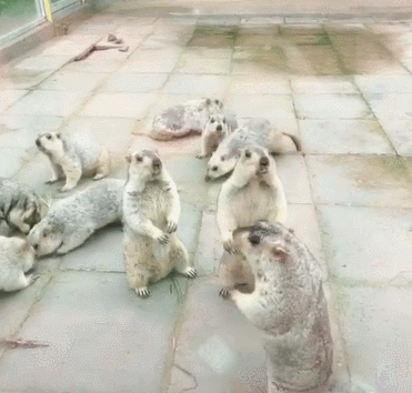 两只土拨鼠打架,还得有个拉架的,土拨鼠:你俩干啥呢,都冷静点