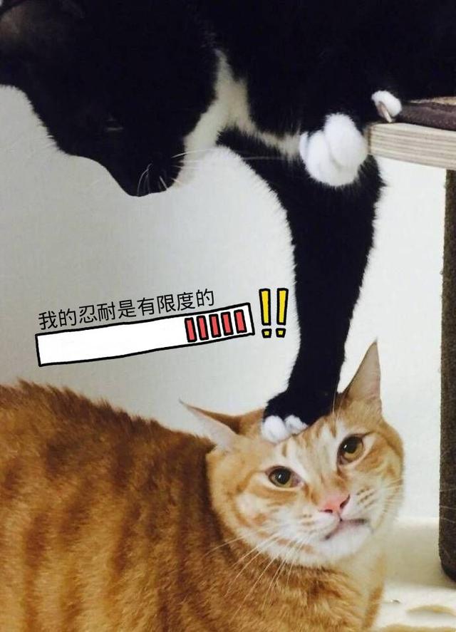橘猫暴打奶牛猫,在胖子的怒火下,网友:奶牛猫这表情就是该打!