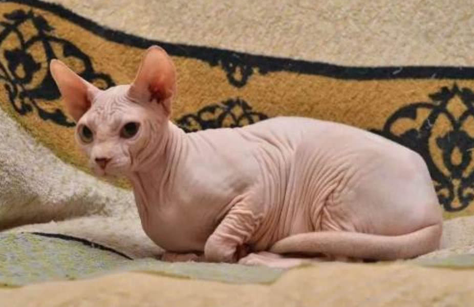头回见如此"石榴姐"的猫咪,它全身没毛,价格普通人家承受不起