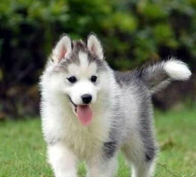 到底是谁?对二哈做了这么残忍的事情!