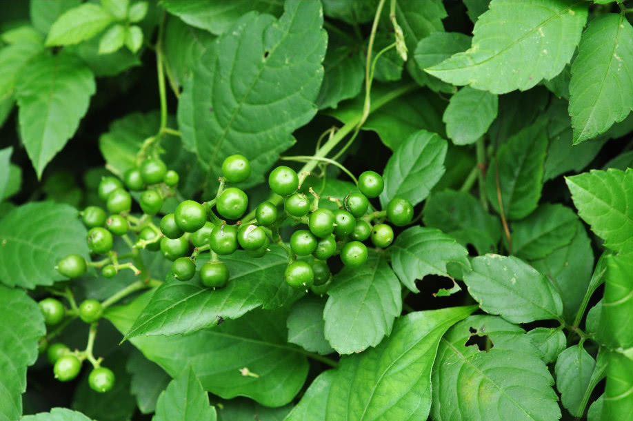 草丛里的黑珍珠乌蔹莓有解毒消肿的功效