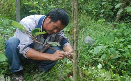 猕猴桃嫁接时间是几月?猕猴桃3种嫁接方法介