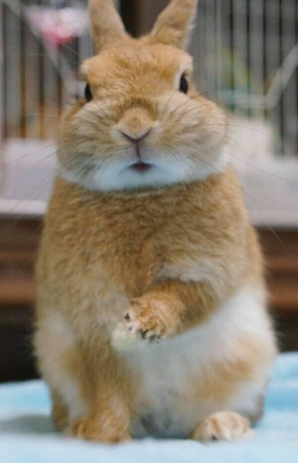 被主人从睡梦中吓醒的兔子,起来嘴巴歪了,揉脸的动作可爱极了!