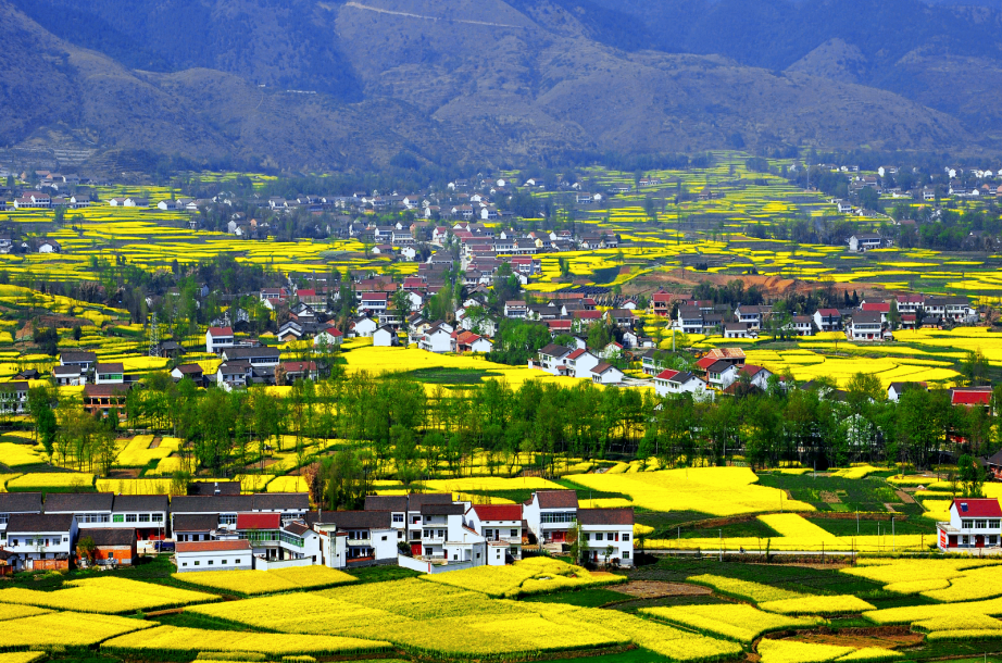 靓点|三月赏花哪里去 魅力城固等您来