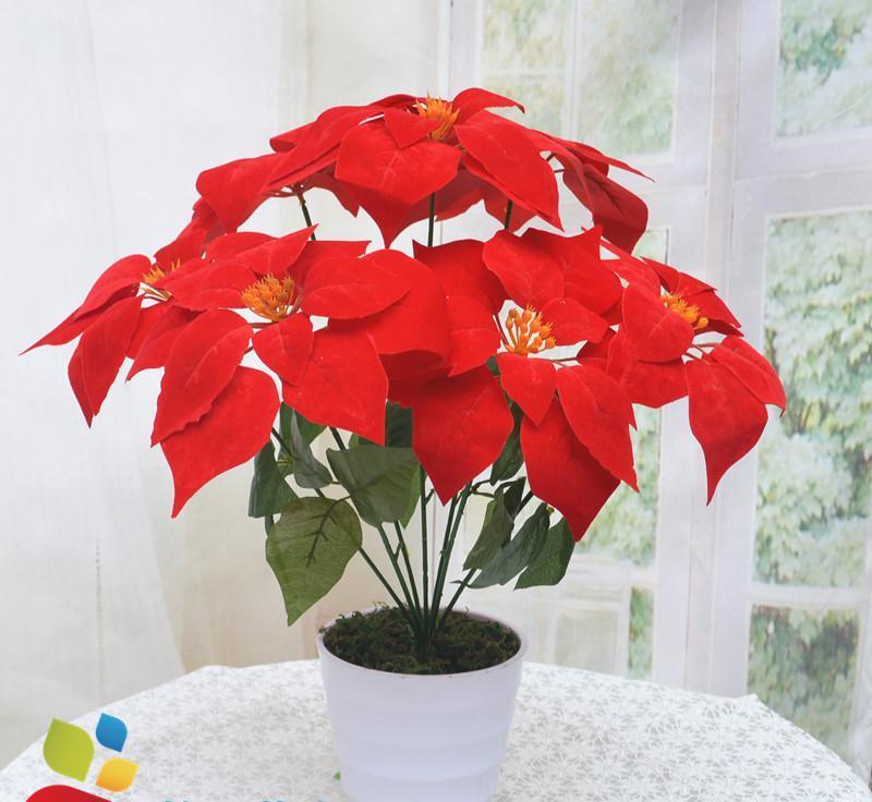 盆土这样处理一下养花几年都不会板结