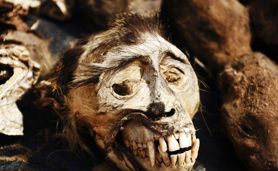 非洲的动物尸体可以被制作成食物,药品,纪念品等