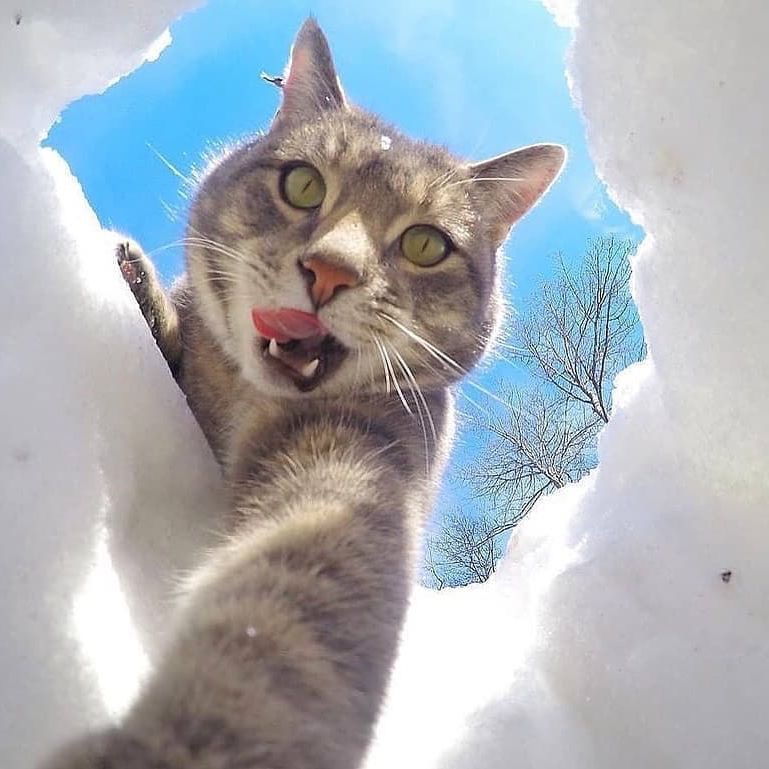 喵～ins manny the selfie cat