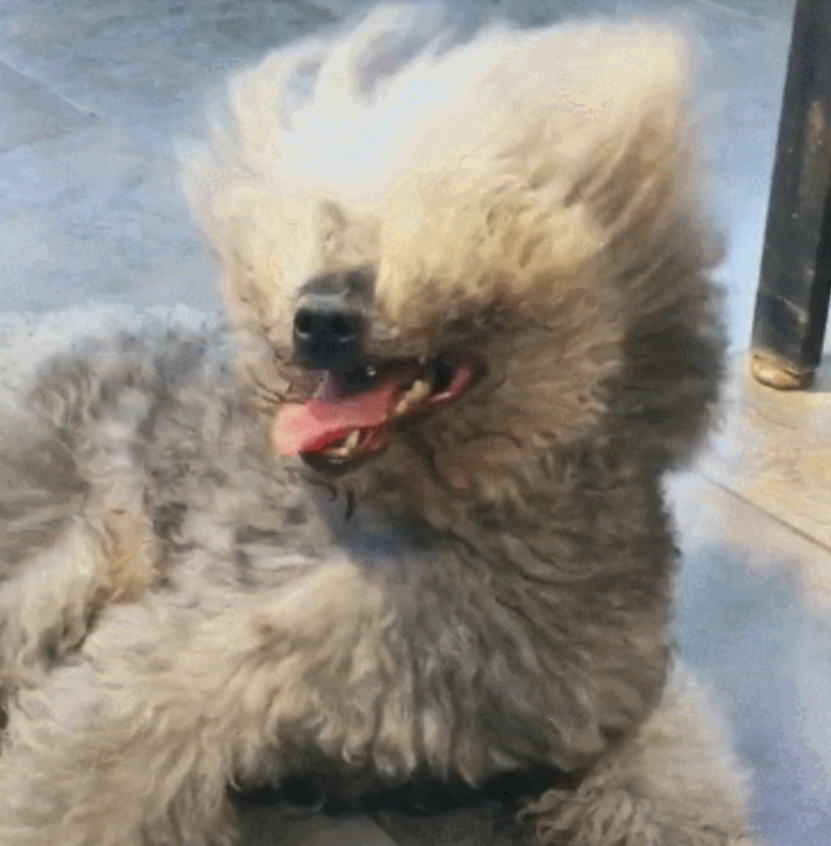 狗狗毛发太长,对着电风扇变身梅超风:浮夸,骄傲的那种