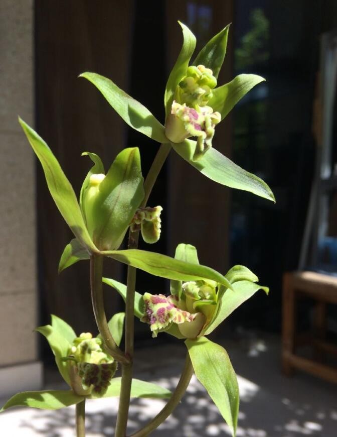 蕙兰绿牡丹,很漂亮_新浪看点