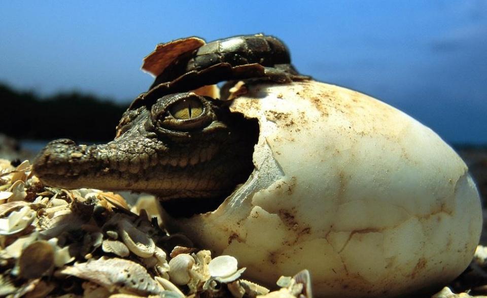 鳄鱼动物界最强心脏暴龙之后最强的咬力担当探索