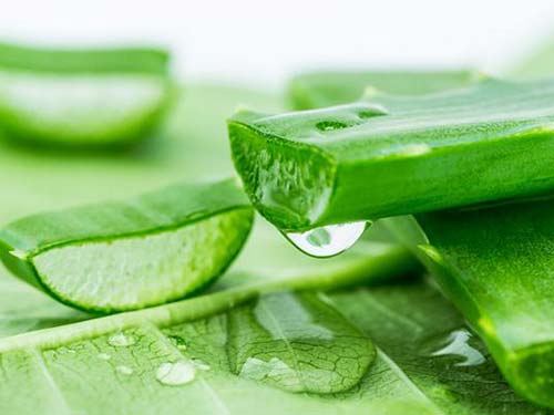 它简直就是为女性量身定做的,不仅可以美容养颜还可以预防炎症|芦荟