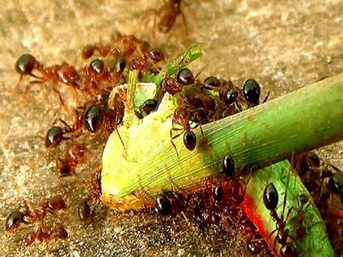 南宁市民外出游玩看到这个动物赶紧躲,千万不要用手摸|明月湖|红火蚁