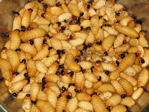 一是捉成虫而捉笋虫有两种竹笋被笋虫,笋蛹吃过