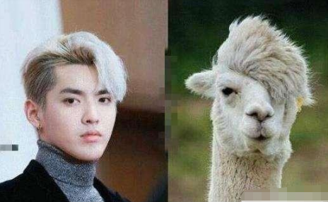 和动物撞脸的明星:鹿晗最逗,热巴最尴尬,而他最雷人!