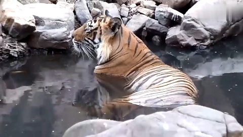 大老虎泡个澡都这么霸气,一个眼神看得谁都不敢靠近