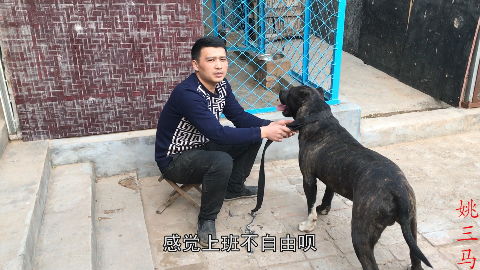 在农村养狗挣钱吗?农村大哥告诉你真实利润,听完你肯定不信