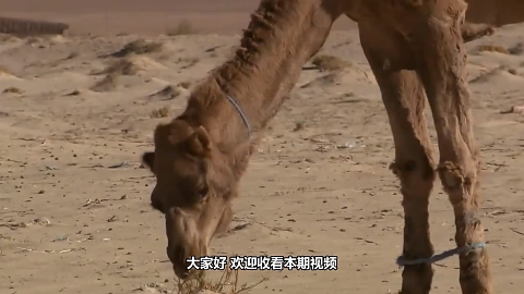 为什么骆驼是唯一敢吃仙人掌的动物?看完长知