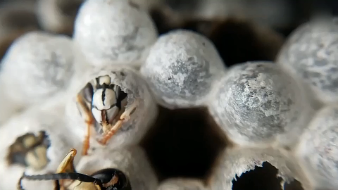 自然爱好者拍下秃头黄蜂破茧而出精彩瞬间