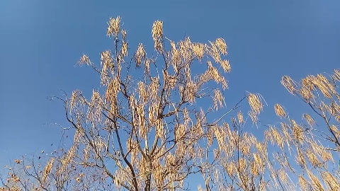 秋天的梓树,有一种干净之美,原创视频