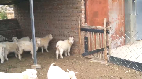 可能是当今中国最落后的农村实拍陕北的偏远山