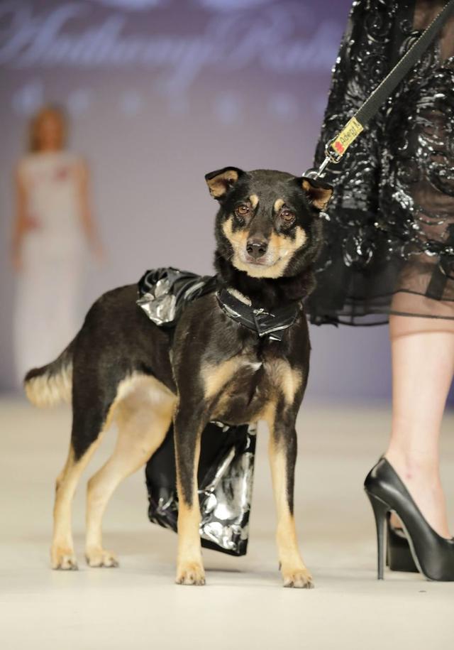 狗狗走秀纽约时装周