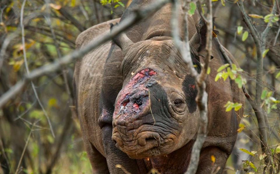 镜头下: 犀牛被猎人残忍偷杀的景象