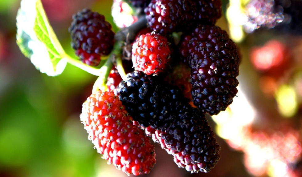 又名桑椹子,桑蔗,桑枣,桑果,桑泡儿,乌椹等.