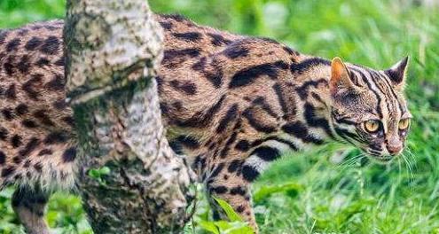 猎户将枪挂裤裆打死一只怀孕狸子结果惹来大祸