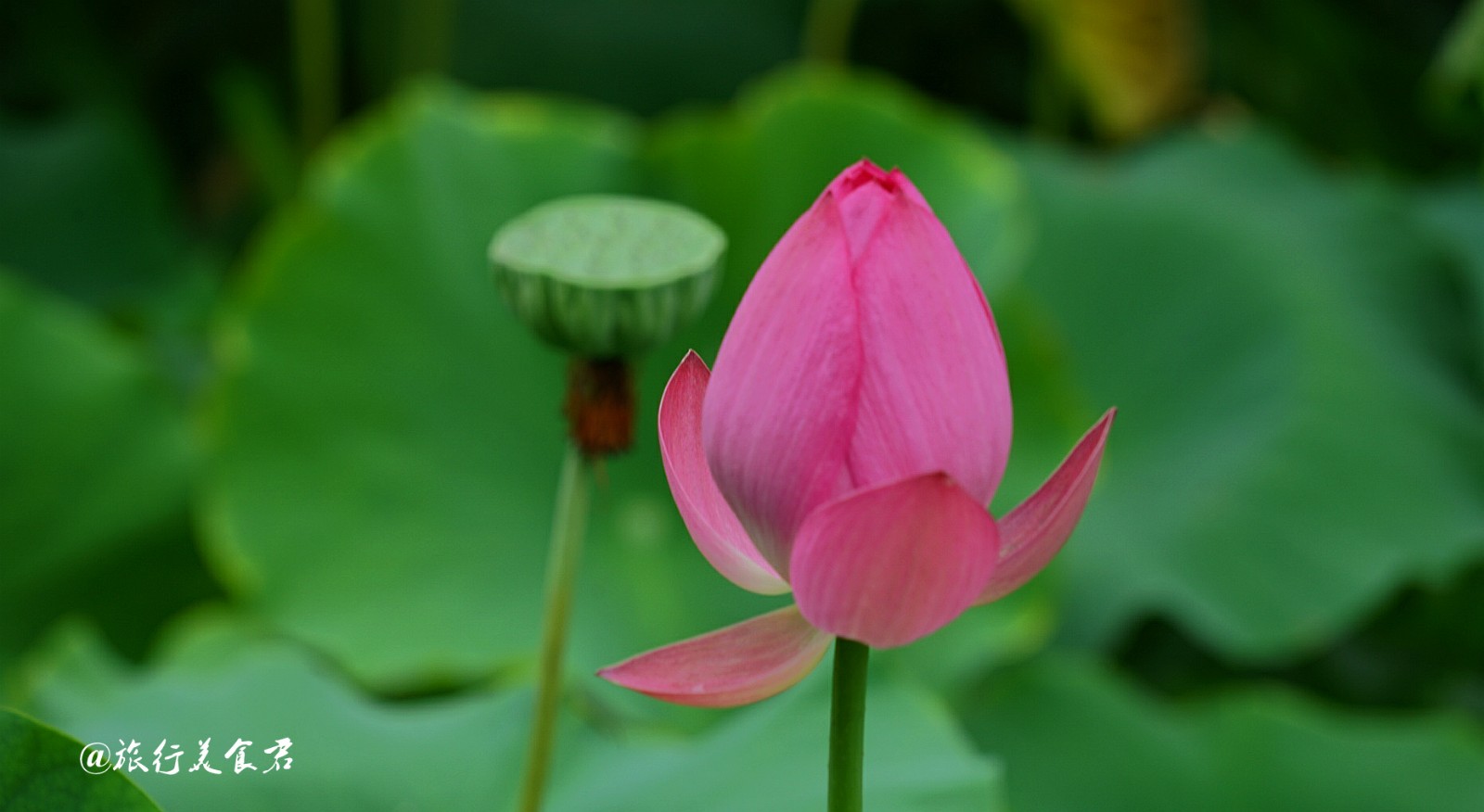 张张都能做壁纸,这就是西安莲湖公园的荷花,实在是太美了!