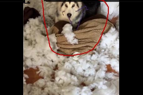 下班回来看到棉被被撕成这样主人请问狗肉怎么做好吃